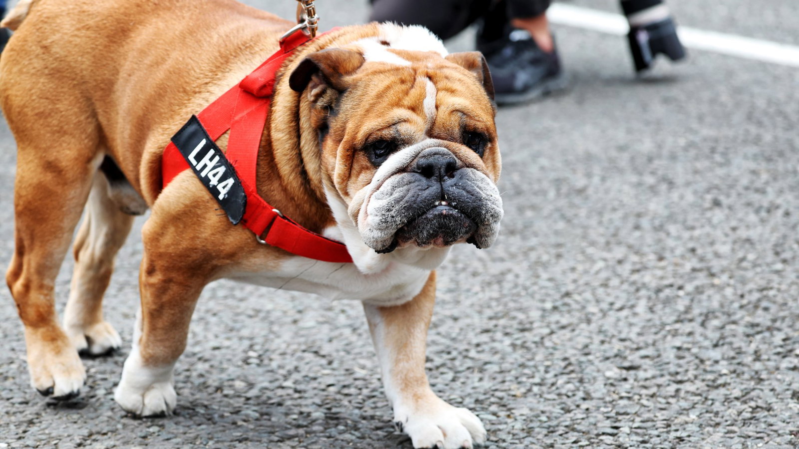 Lewis Hamilton says he 'misses Roscoe every day' ahead of first Silverstone race without beloved dog source thumbnail