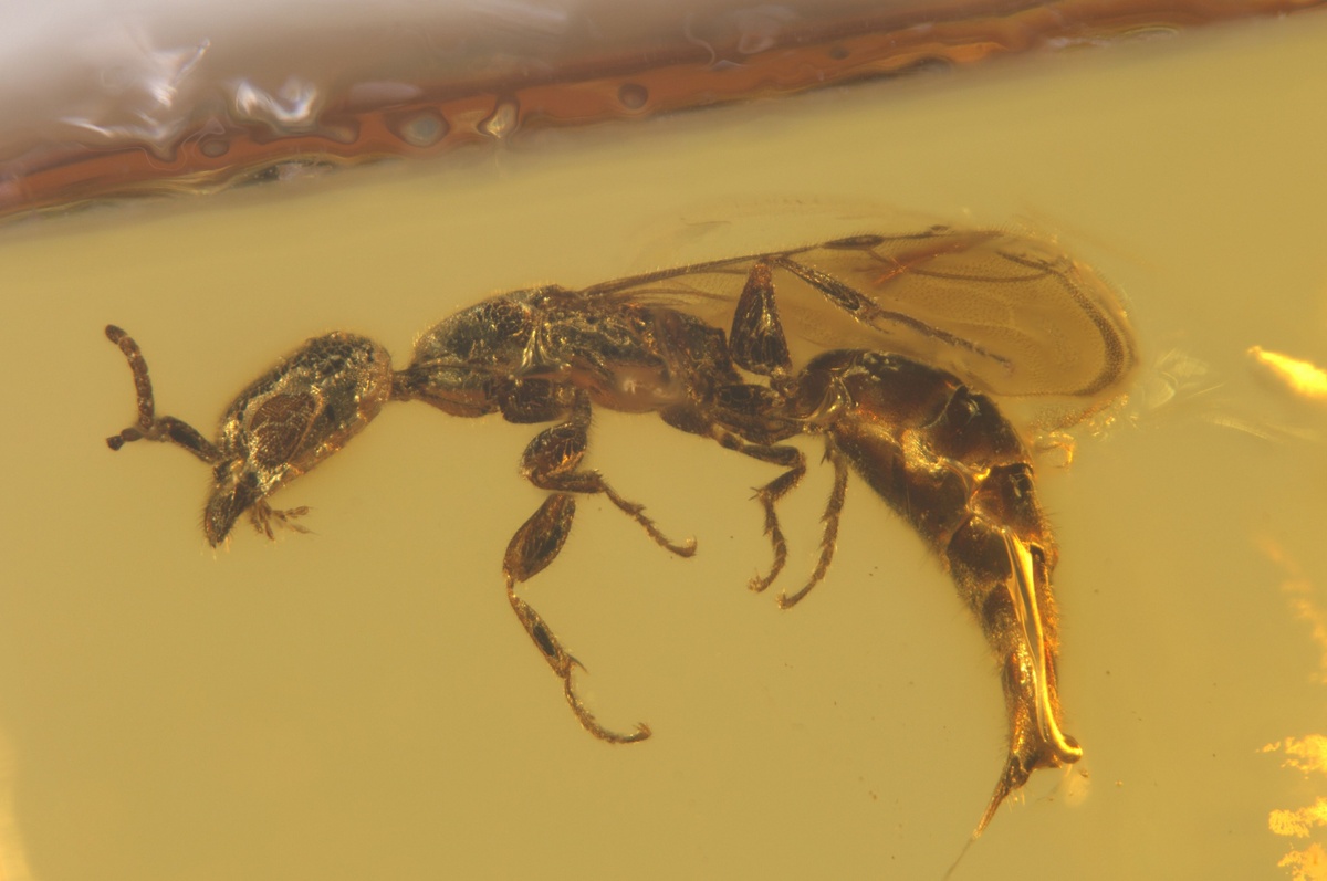 The amusing story of how a scientist F1 fan named a wasp after Oscar Piastri thumbnail